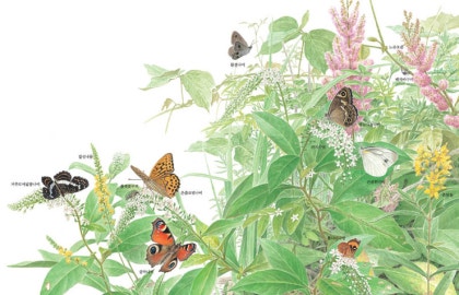 나비의 목탄 그림