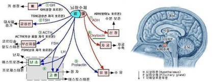 혈관 적응에서 호르몬의 작용