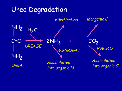 요소수 요소수 대란 요소수 요소수 대란