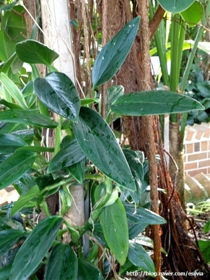 (philodendron guttiferum) :