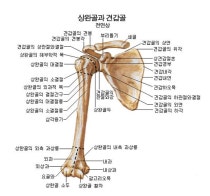 상지골의 구조 : 네이버 블로그