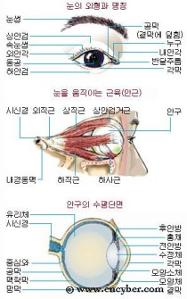 눈의 종류와 명칭(이름)