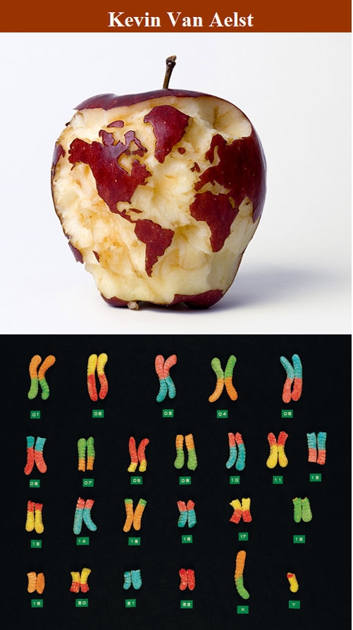 애플어스 염색체 세표분열 심장