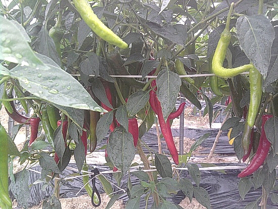 고추고추고추농~사~ㅋ