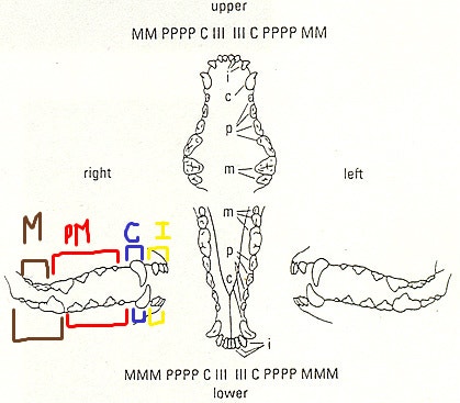 개 치아 다이어그램
