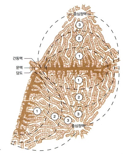 간 소엽 구조