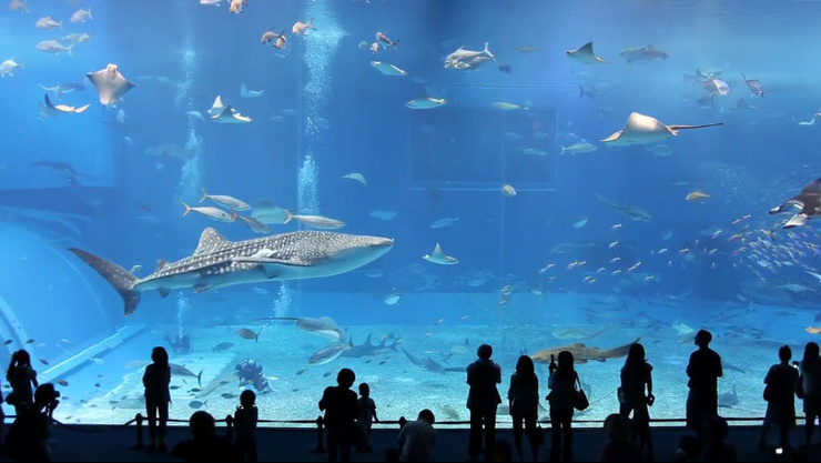  정말 장관이다... 일본 오키나와에 있는 마치 그림같은 수족관... (Okinawa Churaumi Aquarium)