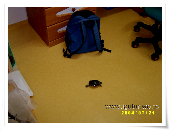  2004/07/21 레드의 바쁜 운동시간.