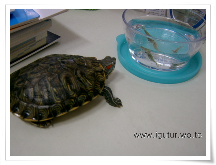  2005/05/04 청거북 레드와 민물새우~!