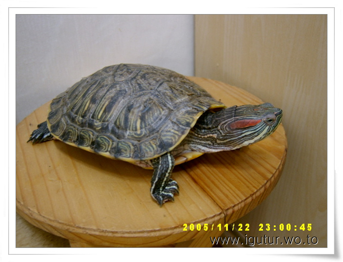  2005/11/26 겨울은 싫어요! 레드의 겨울산책.