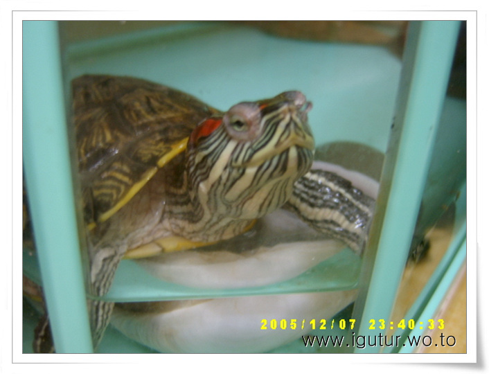  2005/12/11 볼이 빨간 청거북 레드
