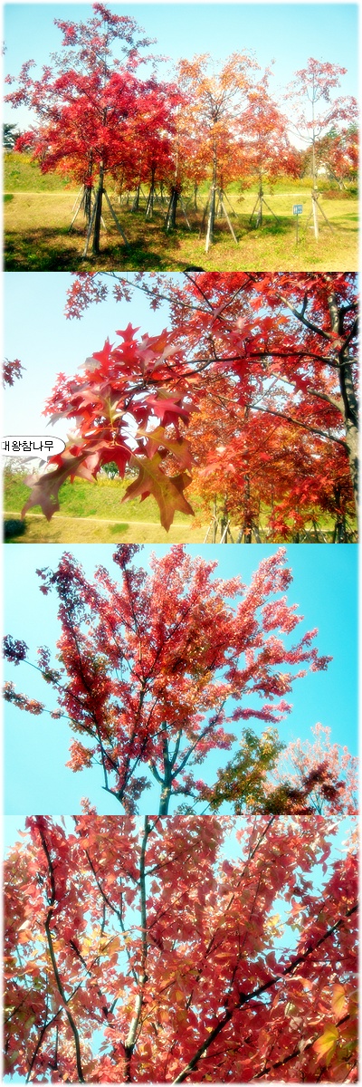  서울숲 가을