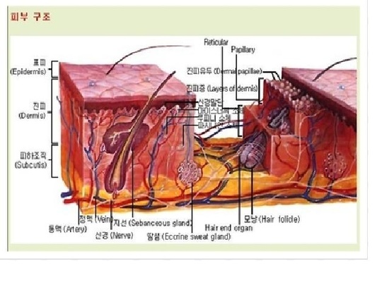피부의 구조^^