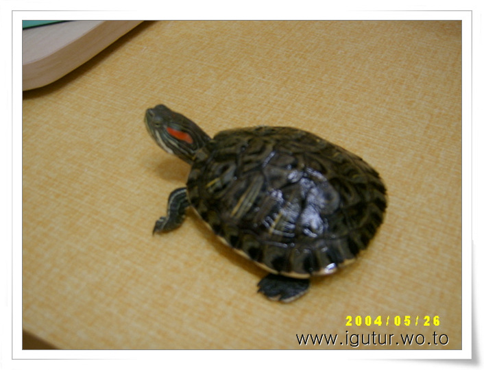  2004/05/26 레드의 운동시간. 