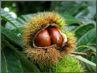  밤차