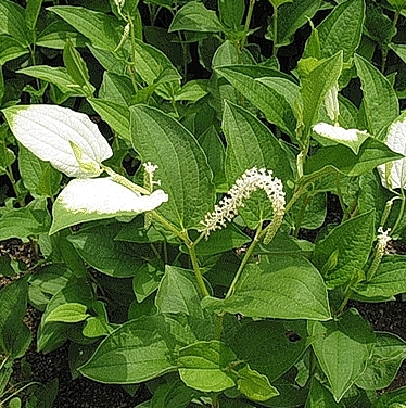  삼백초차