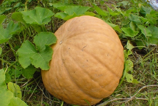  호박차