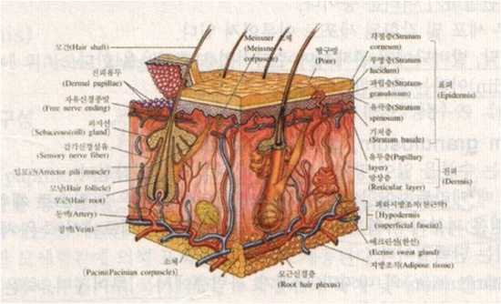 피부 부속기관의 구조 및 기능 