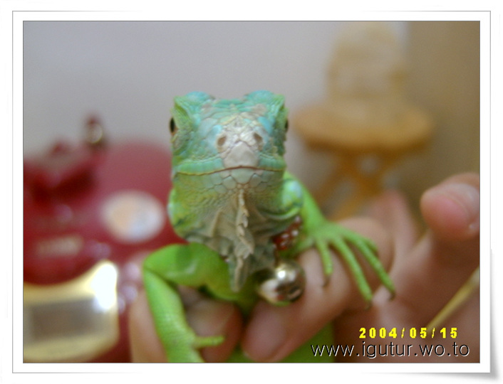  2004/05/15 목걸이를 착용한 옐로