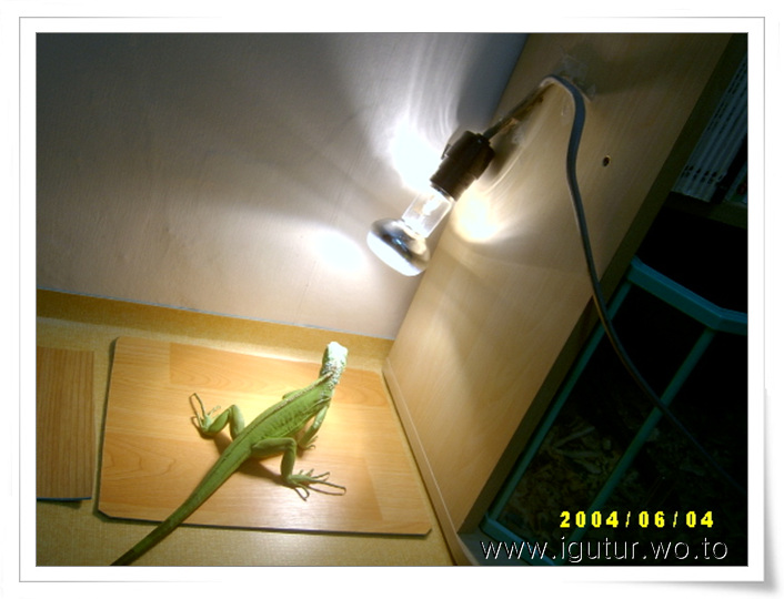  2004/06/05 일광욕은 큰집밖에서 해결하자~