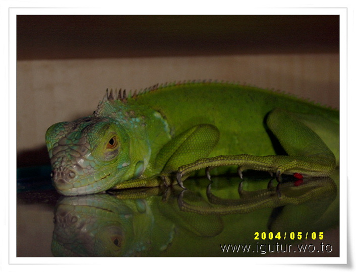  2004/05/08 그린이의 적외선등 끄지마!