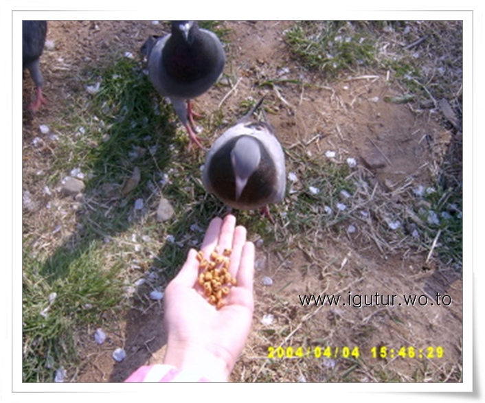 2004/04/04 모충공원에서(비둘기들)