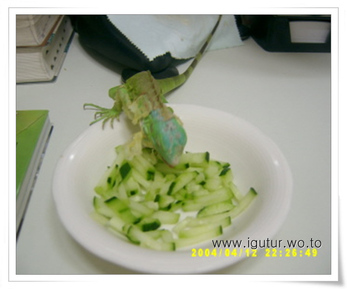  2004/04/15 옐로는 오이가 좋아요.