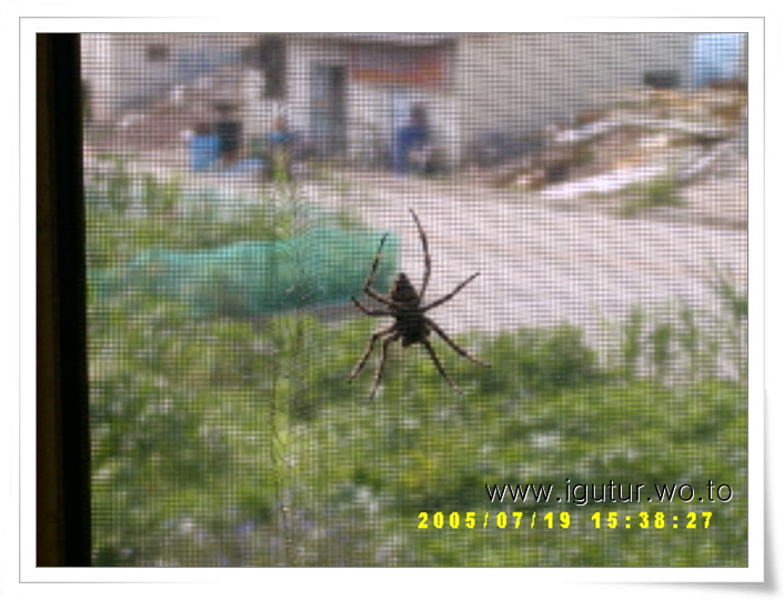  2005/07/20 방충망에 붙은 거미~