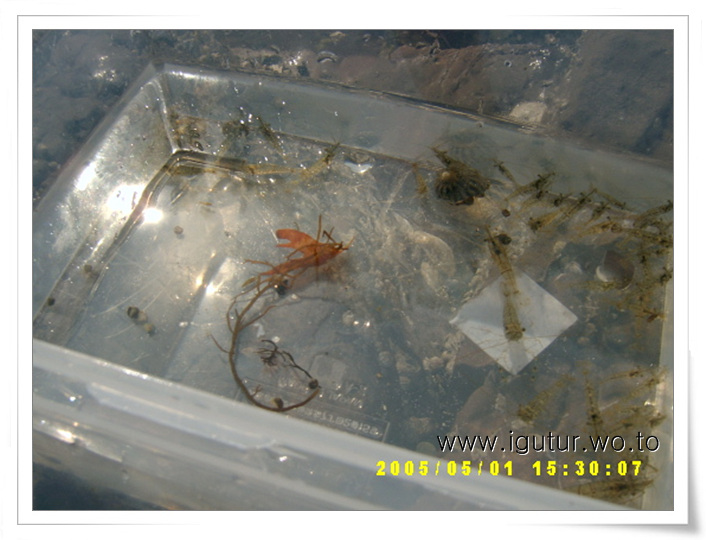  2005/05/06 바다새우를 잡으러 바다로 갔어요!