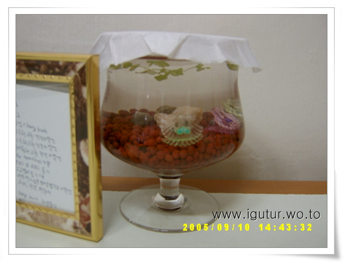  2005/09/10 새우 이사했어요