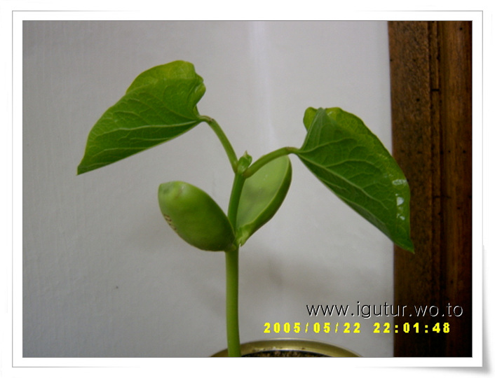  2005/05/27 잘 자라는 매직빈과 해바라기