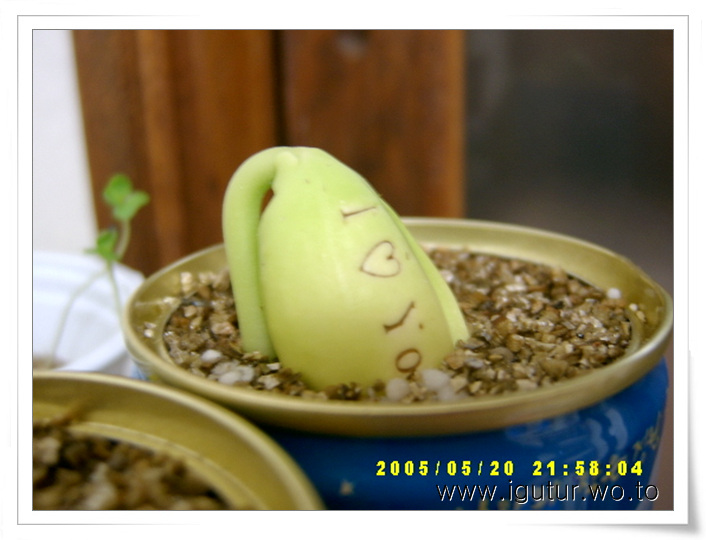  2005/05/21 플라워캔 매직빈, 얼굴을 내미다!