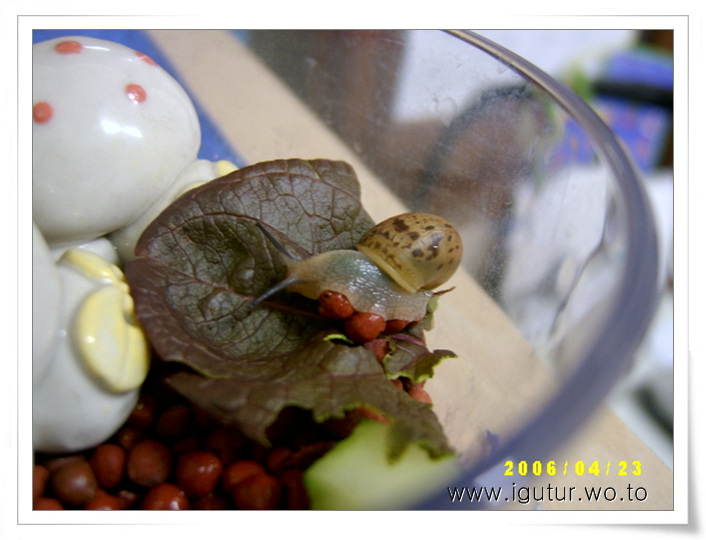  2006/05/15 달팽이 앵두, 대 난투 [?!]