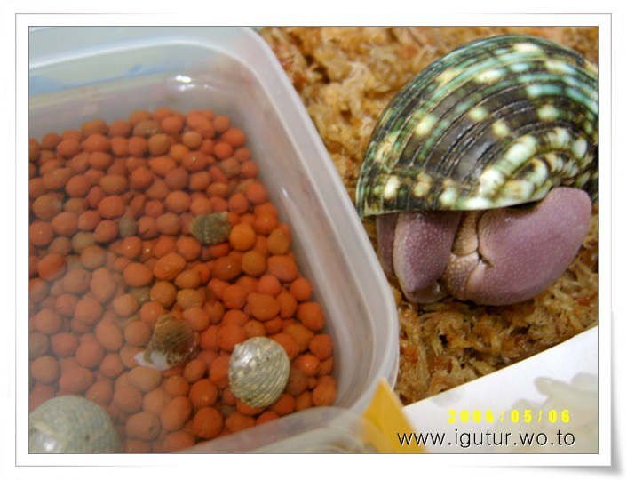  2006/05/25 육지소라게와 바다소라게의 크기비교