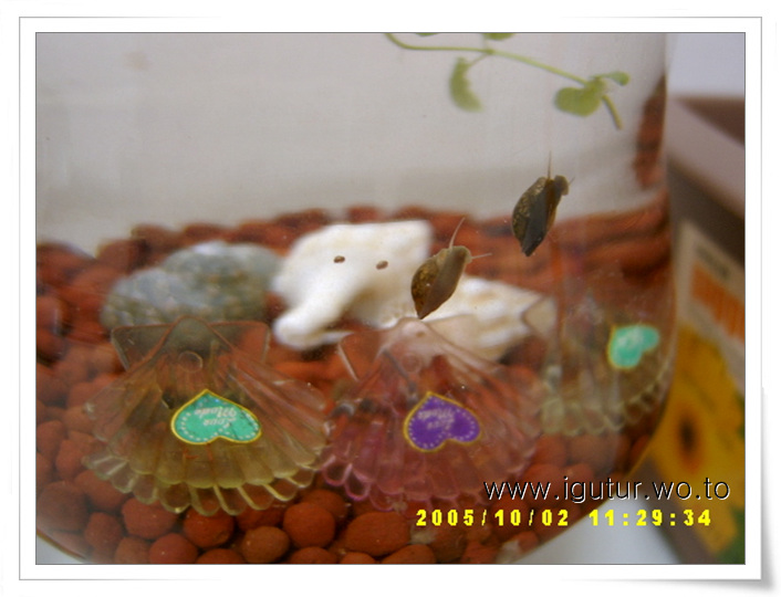  2005/10/02 부화한 새끼물달팽이~!