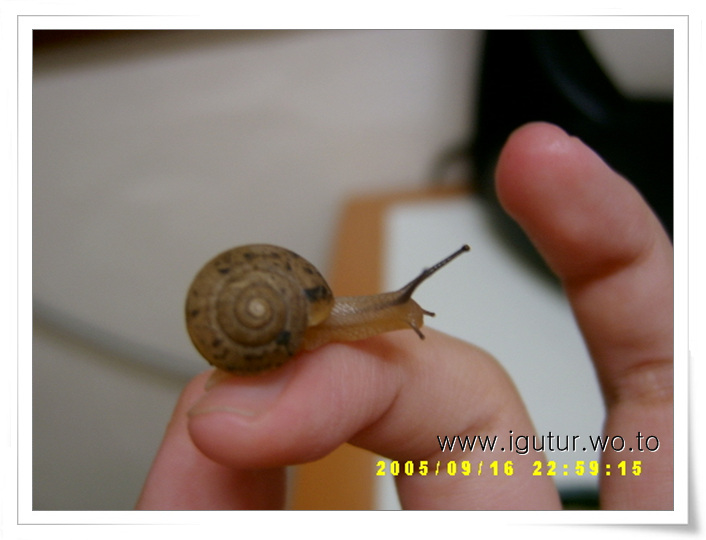  2005/09/17 새가족 달팽이 두마리~