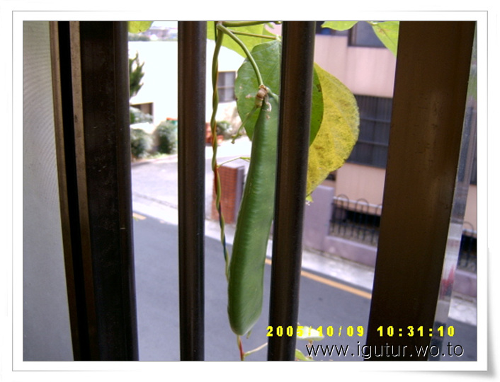  2005/11/08 잘 자란 매직빈의 꼬투리.