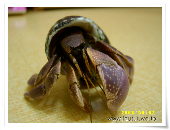  2006/05/15 새가족 육지소라게 민짱이