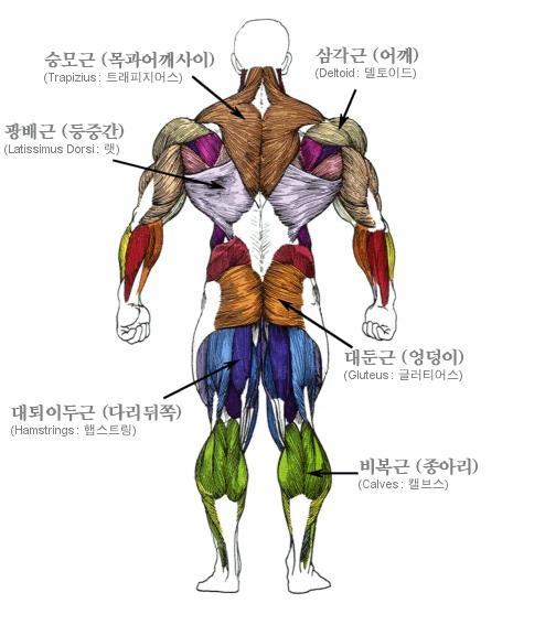 각 부위의 근육 명칭 및 근육에 대한 이해 : 네이버 블로그