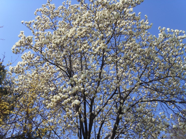  2011-04-05 화요일 오전..  젊은 베르테르의 슬픔