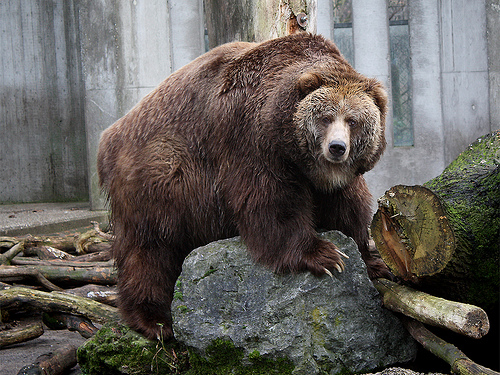 세계 최악의 큰 곰 코디악 베어(Kodiak Bear) 사진과 동영상 : 네이버 블로그