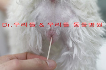 개가 짝짓기를 할 준비가 되었는지 어떻게 알 수 있나요
