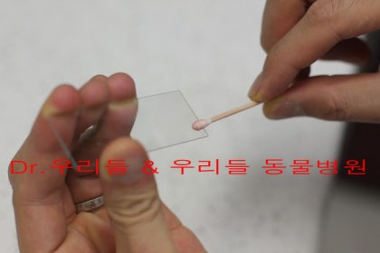 개가 짝짓기를 할 준비가 되었는지 어떻게 알 수 있나요