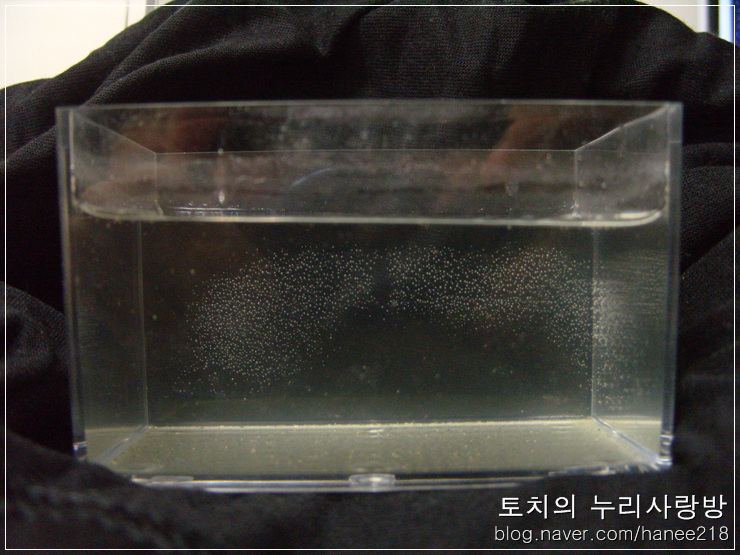  씨몽키 기르기 3일차 - 씨몽키가 찍히질 않아요! ㅠㅠ
