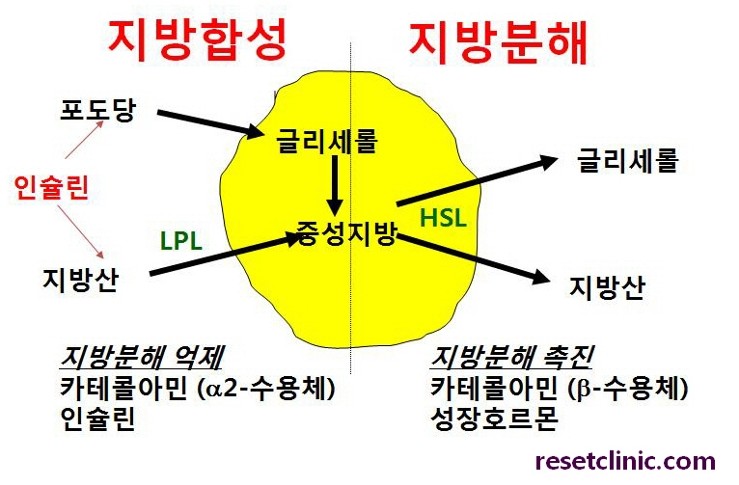 중성지방 낮추기 쉬운 것부터 5
