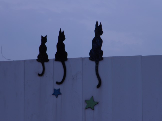  고양이 3 마리