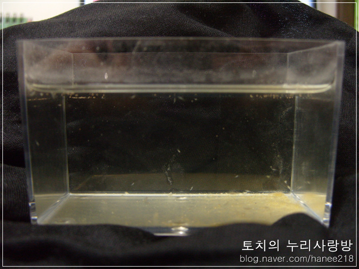  씨몽키 기르기 12일차 - 오래 버티지 못할 것 같은 예감