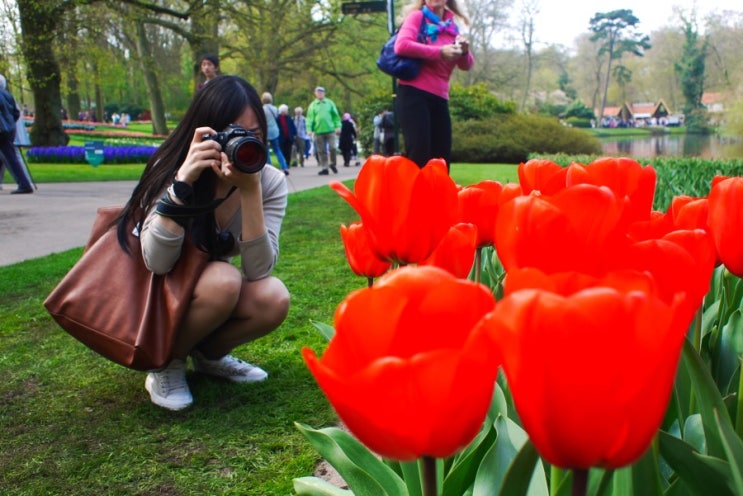  꽃의 나라 네덜란드, 2011년 4월 17일 큐켄호프 Keukenhof