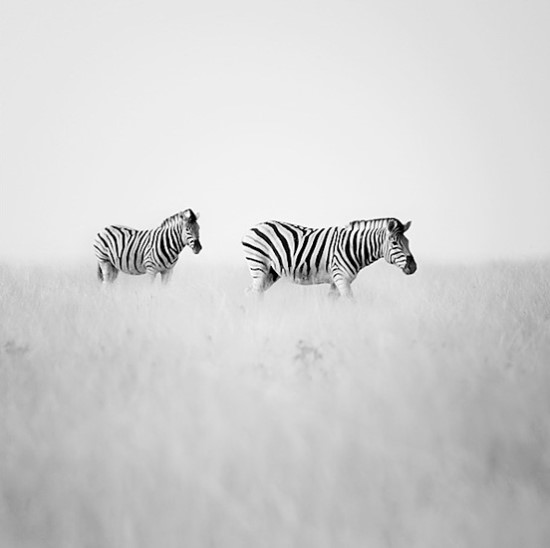 Zebra-l