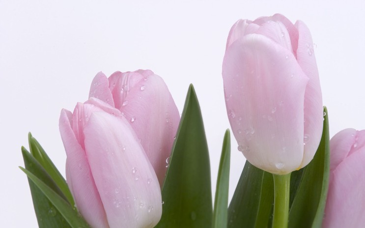 윈도우 바탕화면] 고화질 꽃 바탕화면 모음 : 네이버 블로그
